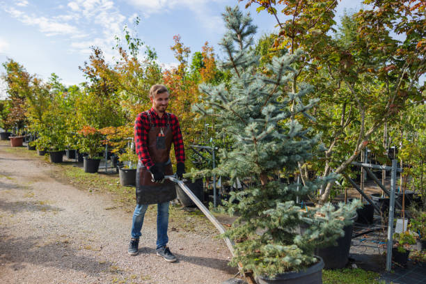 Best Tree Removal for Businesses  in Littlefield, TX